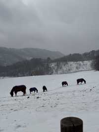 ☃️겨울 분위기 끝판왕 대관령 하늘목장🇰🇷