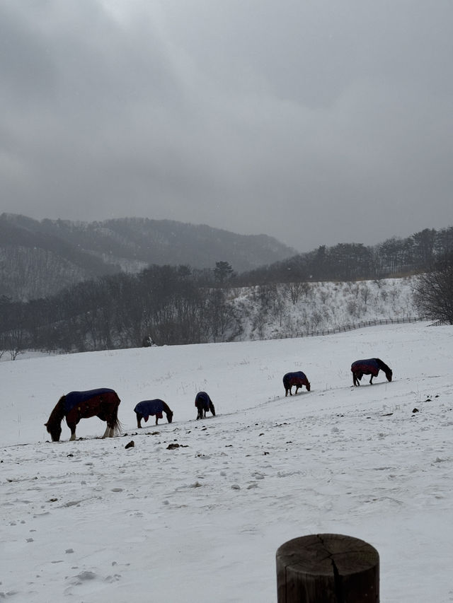 ☃️겨울 분위기 끝판왕 대관령 하늘목장🇰🇷
