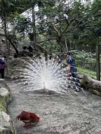 Bentong Farm - Animal Kingdom in Pahang