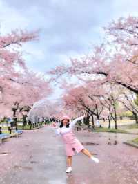 Osaka in Bloom: 2-Day Cherry Blossom Adventure & Universal Studios Magic