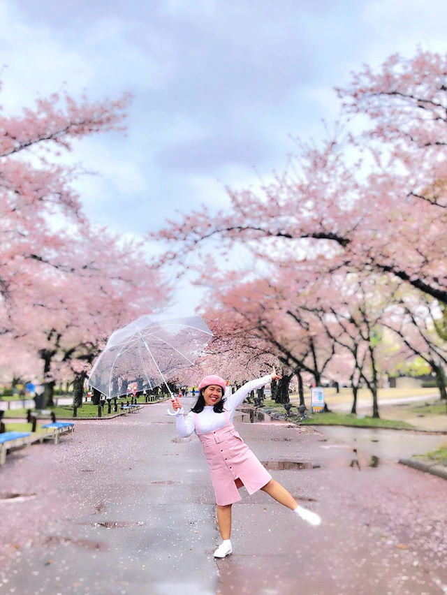 Osaka in Bloom: 2-Day Cherry Blossom Adventure & Universal Studios Magic