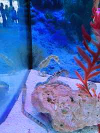An Underwater Wonderland at Aquaria KLCC
