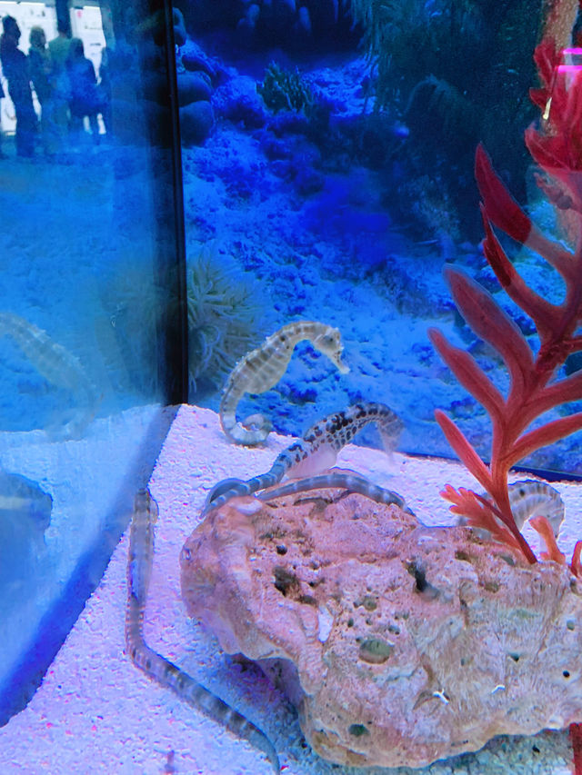 An Underwater Wonderland at Aquaria KLCC