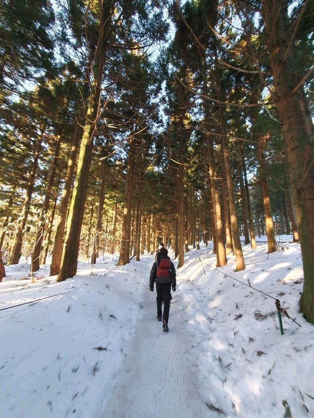 || 한라산 || 남한에서 가장 높은 곳에서 설경을 즐기세요 ❄️🗻