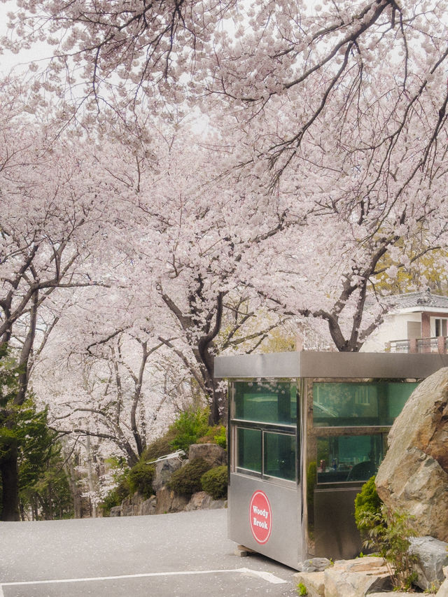 부산 벚꽃뷰 테라스 카페🌸