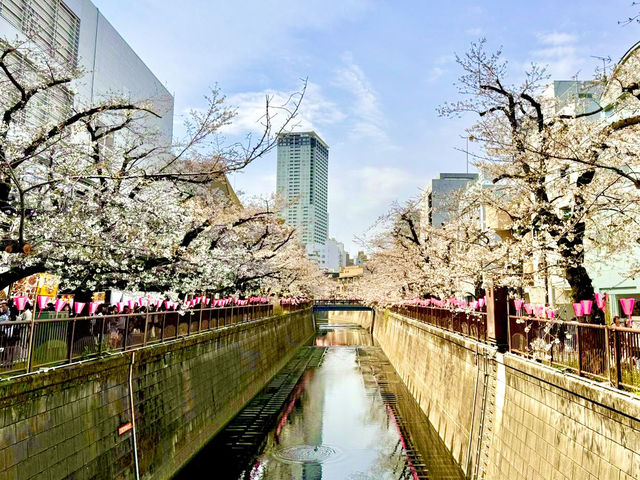 東京目黑川櫻花遊記：細膩動人的春日夢