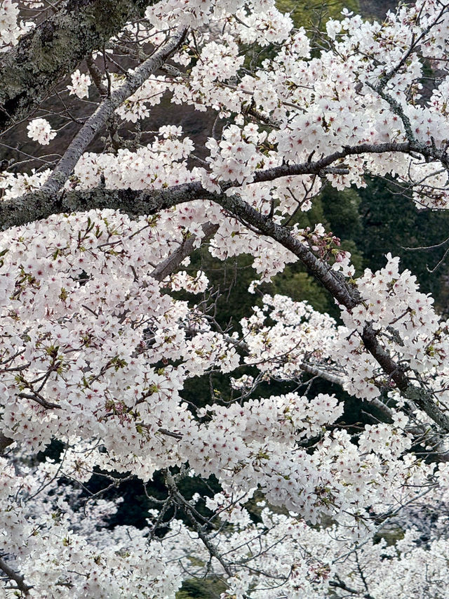 京都渡月橋的櫻花夢幻之旅🌸