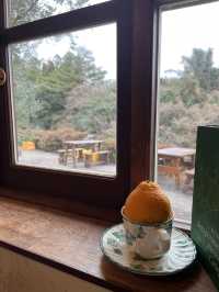 Tangerine picking cafe 