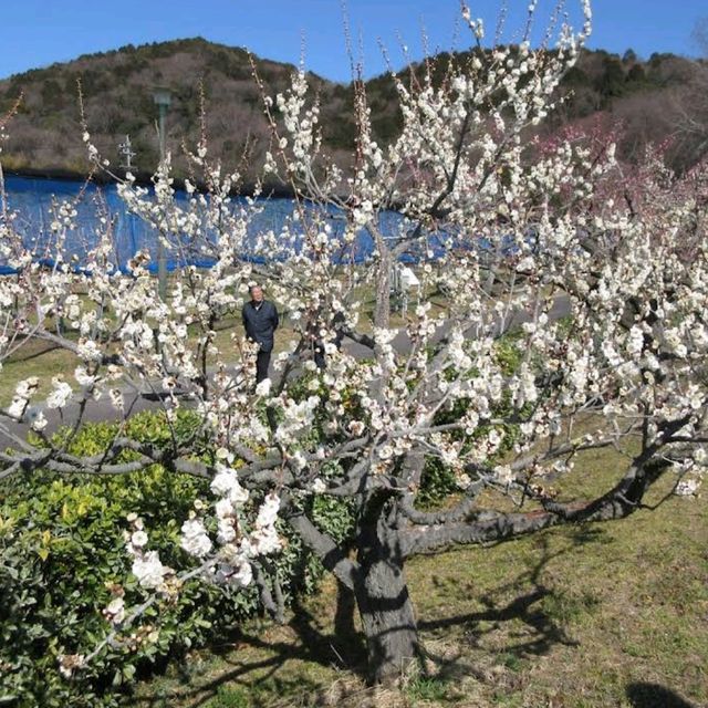 Togokusan Fruit Park (東谷山フルーツパーク)