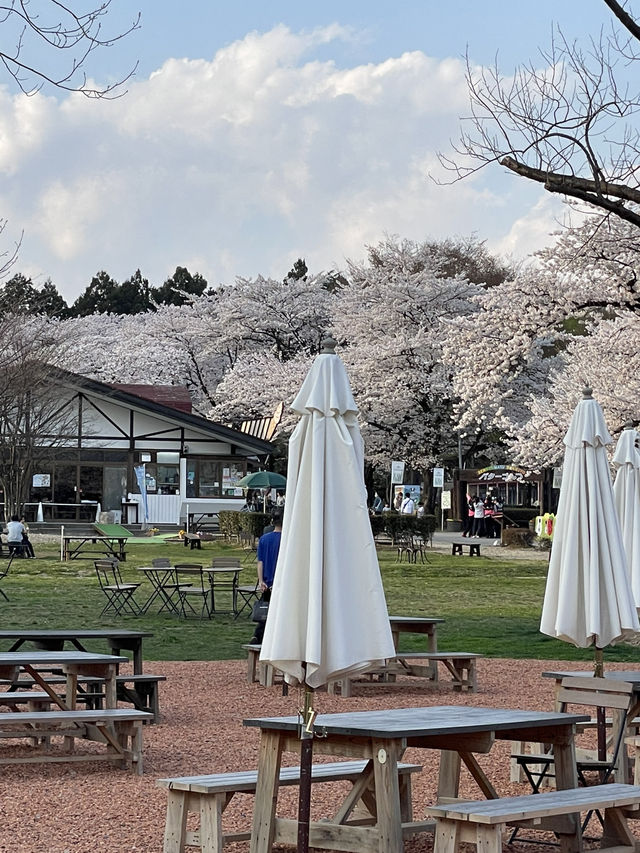 【栃木×春の那須旅】  ソメイヨシノを中心とした桜のトンネル