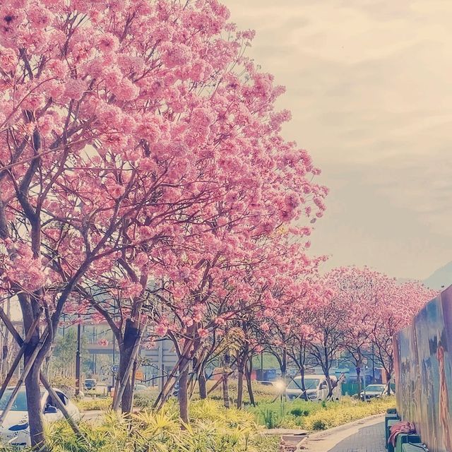 仿如置身日本賞櫻的恆明街公園🌸🌸