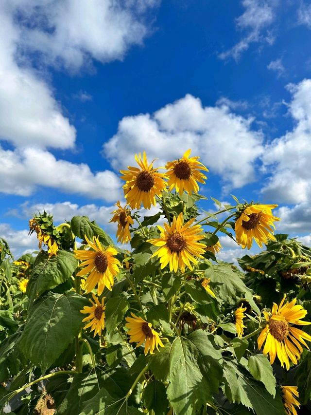 Hello, flowers! Hello, sunshine! Hello, spring!" 🌸🌞