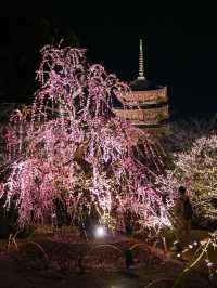 1000円で見れる絶景！春の訪れ🌸 京都と言えばド定番のココ‼️｢東寺｣