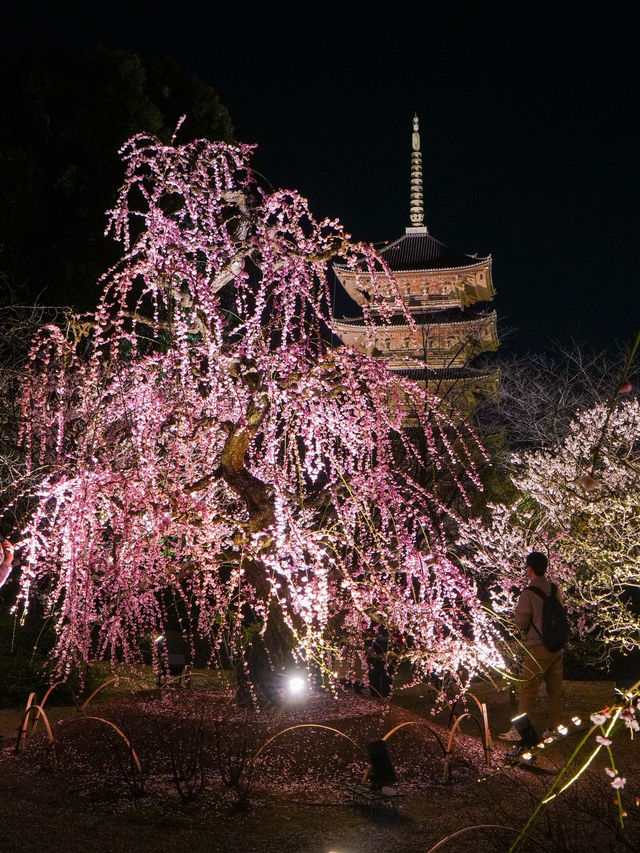 1000円で見れる絶景！春の訪れ🌸 京都と言えばド定番のココ‼️｢東寺｣