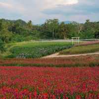Floryday Khaoyai • Nakhon Ratchasima  🌨️🌸🌾🌷