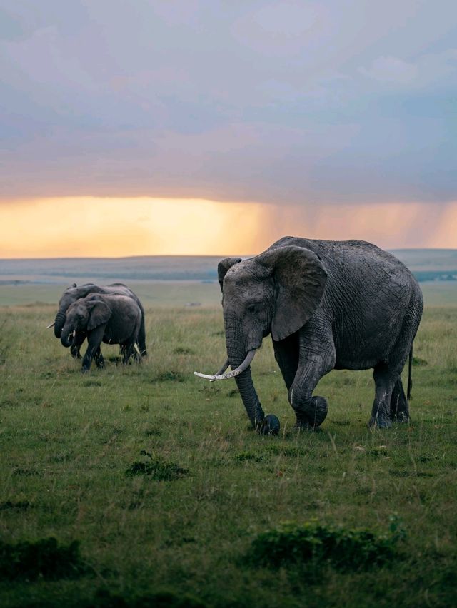 Wildlife Galore! 3 Days in the 1500km² Masai Mara!