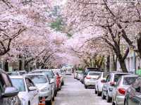 Chasing Sakura at Jinhae 