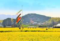 Chasing Canola Blossoms in Mushirouchi Koga City