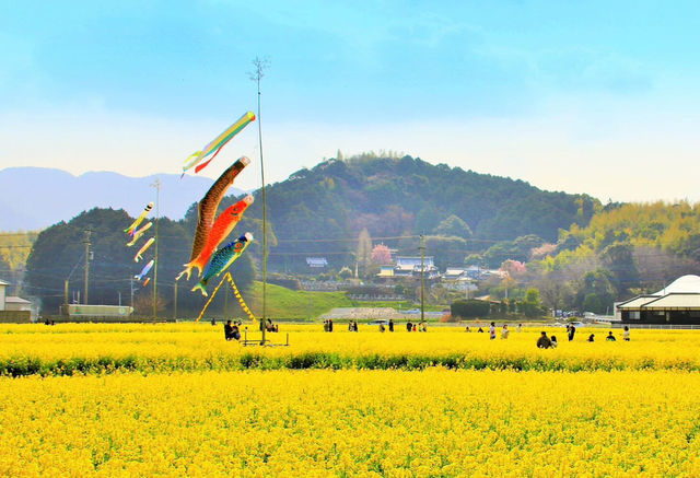 Chasing Canola Blossoms in Mushirouchi Koga City