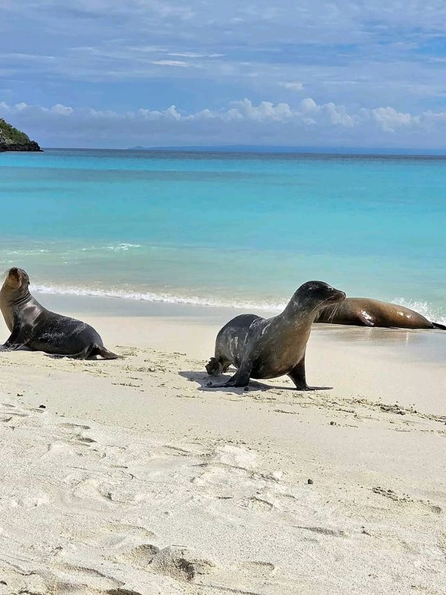 Explore the Untamed Beauty of Española Island! 🌊🐦
