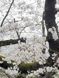 Ueno Park: Tokyo's Ultimate Cherry Blossom Dream