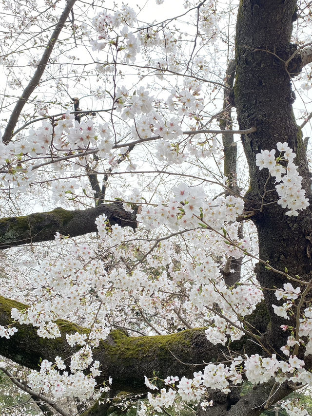 Ueno Park: Tokyo's Ultimate Cherry Blossom Dream