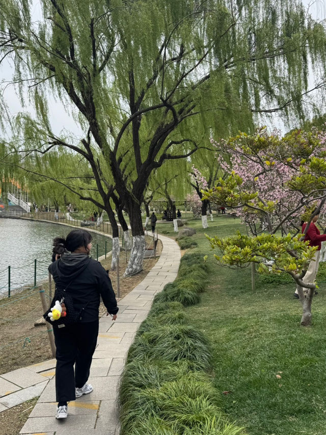 상하이 튤립 볼 수 있는 곳