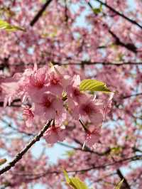 🌸 พาชมซากุระพันธุ์บานเร็ว Kawazu-Zakura in Yodo