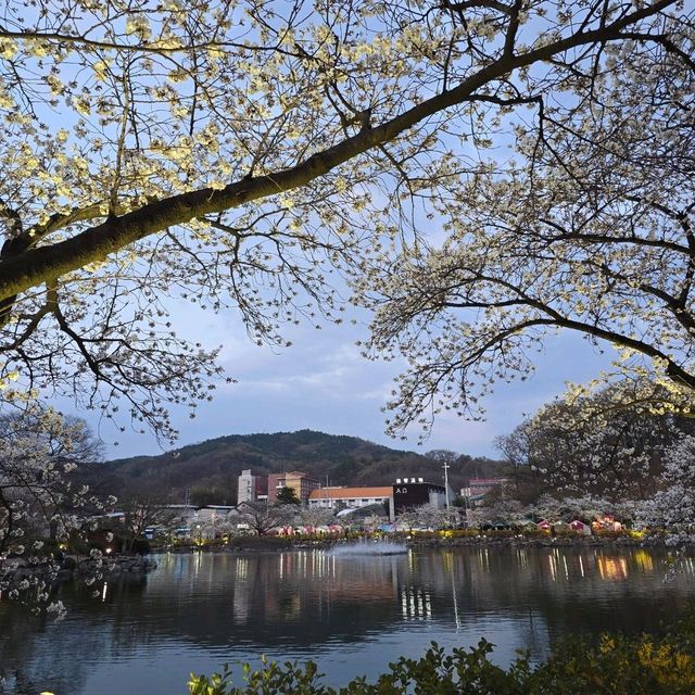 벚꽃 축제 중인 김천 연화지