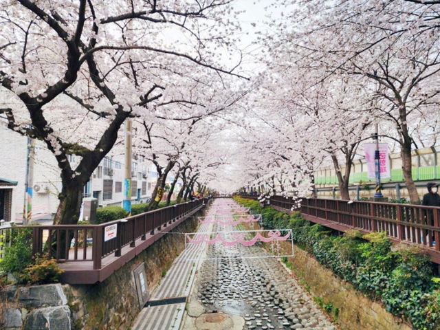Yeojwacheon Romance Bridge review