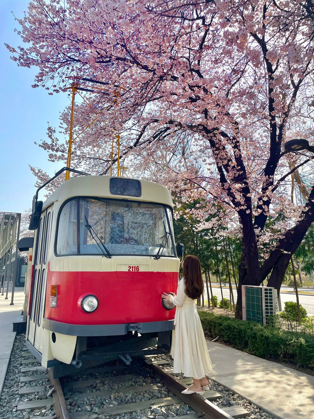 서울 벚꽃여행 어디로 갈까! best3
