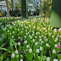 ไปชมทุ่งดอกทิวลิปที่ ระยองกัน 🌷