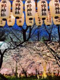 【京都】桜の穴場スポット🌸お花見・カフェ・神社・庭園