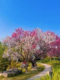 Shanghai Chenshan Botanical Garden– A World of Plants Under One Sky