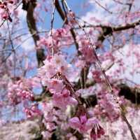 【亀岡🇯🇵】京都の穴場桜スポットはここ🌸