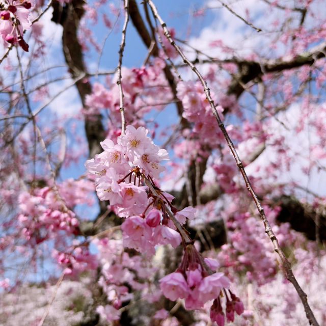 【亀岡🇯🇵】京都の穴場桜スポットはここ🌸
