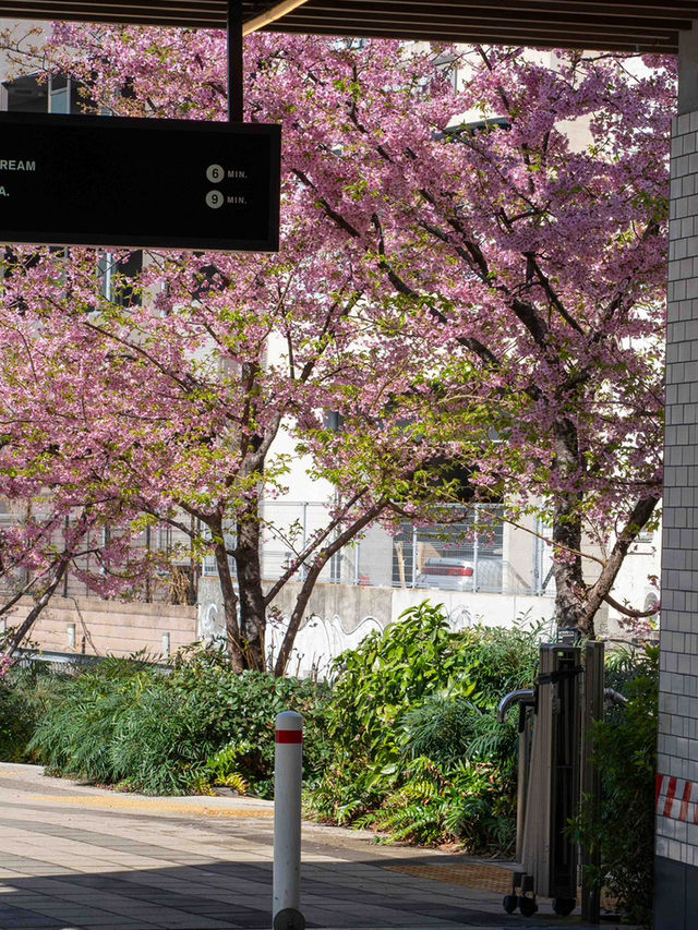 人が少なくねらい目！渋谷川の桜🌸