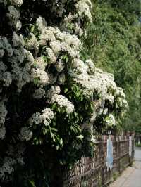 Century Park– Shanghai's Largest Urban Green Space