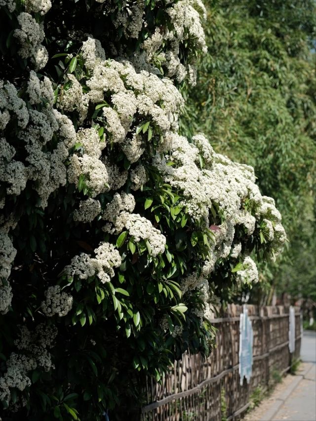Century Park– Shanghai's Largest Urban Green Space