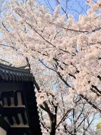 Hwadojin Park: A Riverside Retreat Blooming in Spring 🌸🌊🚶‍♀️