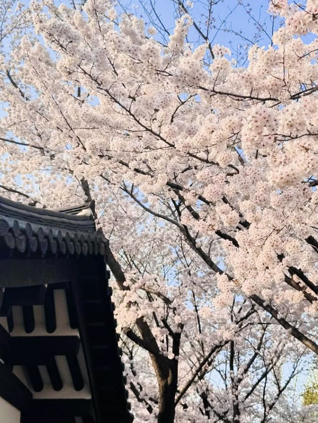 Hwadojin Park: A Riverside Retreat Blooming in Spring 🌸🌊🚶‍♀️