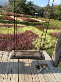 Walk Through the Heart of Pai