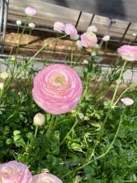 Spring Blossoms at the Kagawa Horticulture Center