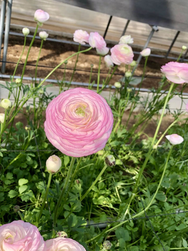 Spring Blossoms at the Kagawa Horticulture Center