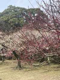 名古屋非預期的賞櫻