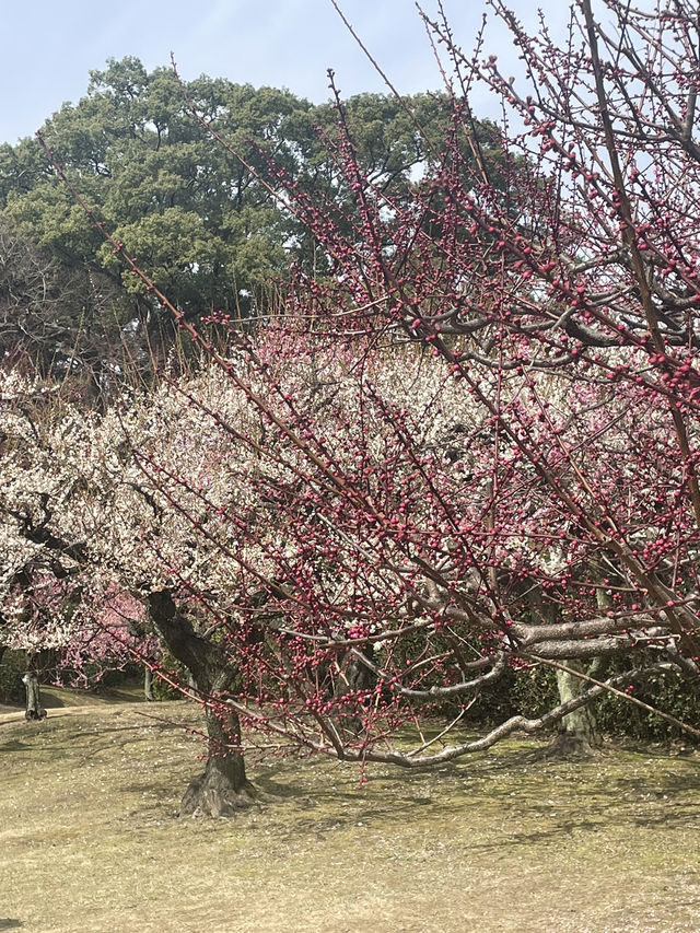 名古屋非預期的賞櫻