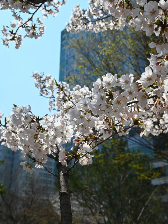 “Blossom Trails of Gwangju’s Charming Streets” “Blossom Trails of Gwangju’s Charming Streets”