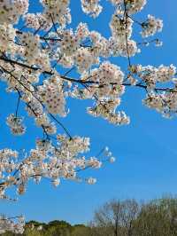 Iwagaike Park 🌷🪻🌸