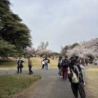 【都会のオアシス】東京 新宿 新宿御苑 季節ごとに異なる鮮やかな景色が楽しめる公園