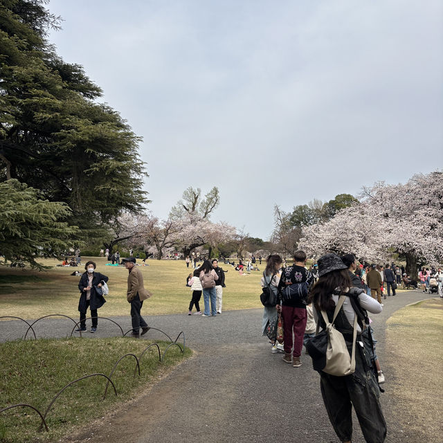 【都会のオアシス】東京 新宿 新宿御苑 季節ごとに異なる鮮やかな景色が楽しめる公園